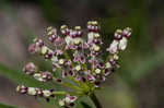 Longleaf milkweed